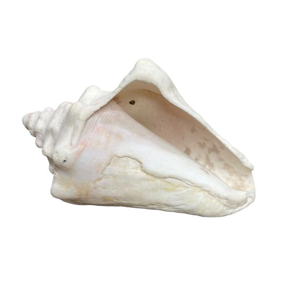 Horned Conch Shell Natural Beach House Decor Cream 8.5" x 5" Seashell Ocean - Picture 16 of 16